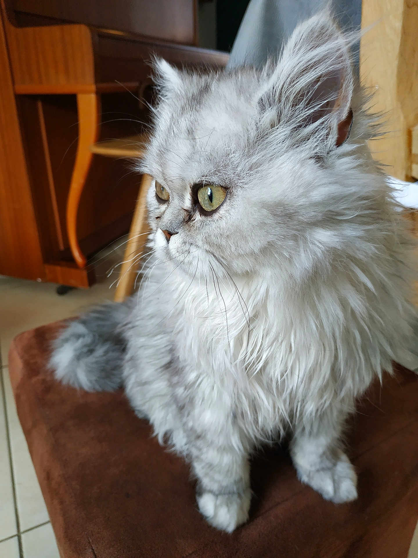 Lili a rejoint le concours — aidez-le/la à gagner de superbes lots ! cat, fluffy, gray_cat, indoor, pet, feline, green_eyes, sitting, cushion, furniture, wood, floor, tile, cute, animal, whiskers, ears, tail, portrait, domestic_cat