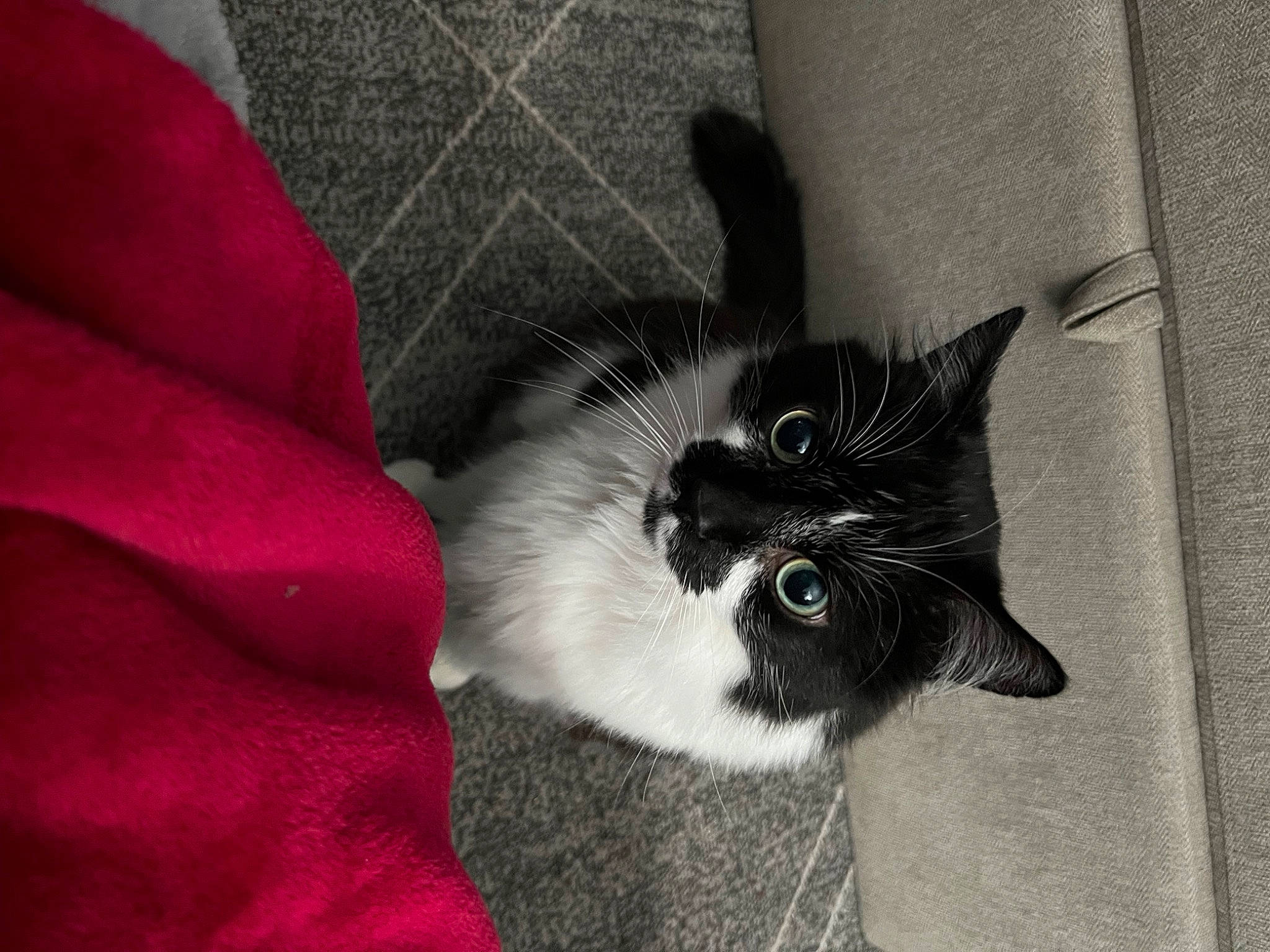 Cornelius joined the competition — help win amazing prizes! black_cat, carnivore, cat, cat_bed, cat_supply, claw, comfort, domestic_short_haired_cat, felidae, foot, fur, grey, monochrome, monochrome_photography, paw, small_to_medium_sized_cats, snout, tail, terrestrial_animal, whiskers