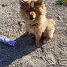 puppy, dog, sandy_ground, outdoor, sunlight, toy, fluffy, young_dog, collar, pet, playful, cute, animal, small_dog, brown_fur, sitting, shadow, nose, ears, alert