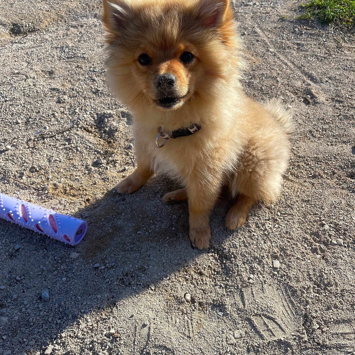 Roxy a rejoint le concours — aidez-le/la à gagner de superbes lots ! puppy, dog, sandy_ground, outdoor, sunlight, toy, fluffy, young_dog, collar, pet, playful, cute, animal, small_dog, brown_fur, sitting, shadow, nose, ears, alert