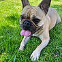Nala participe au concours pour gagner de l'argent avec cette photo : dog, french_bulldog, grass, outdoor, tongue_out, pet, animal, canine, ears, playful, sunlight, greenery, nature, mammal, cute, resting, summer, closeup, portrait, happy