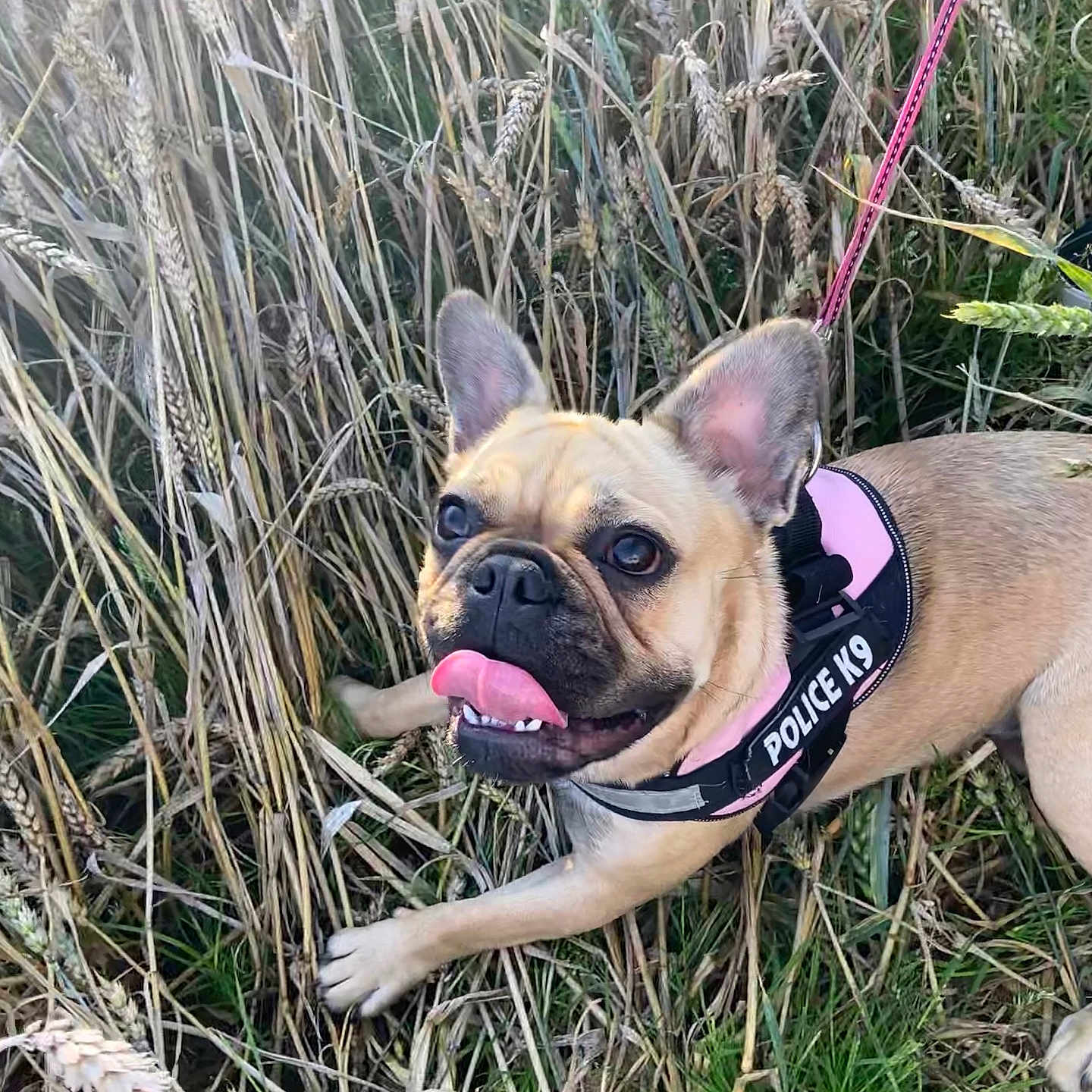 Nala participe au concours pour gagner de l'argent avec cette photo : alert, animal, canine, closeup, dog, ears_up, field, french_bulldog, grass, happy, harness, leash, muzzle, nature, outdoor, pet, playful, summer, tongue_out, walking