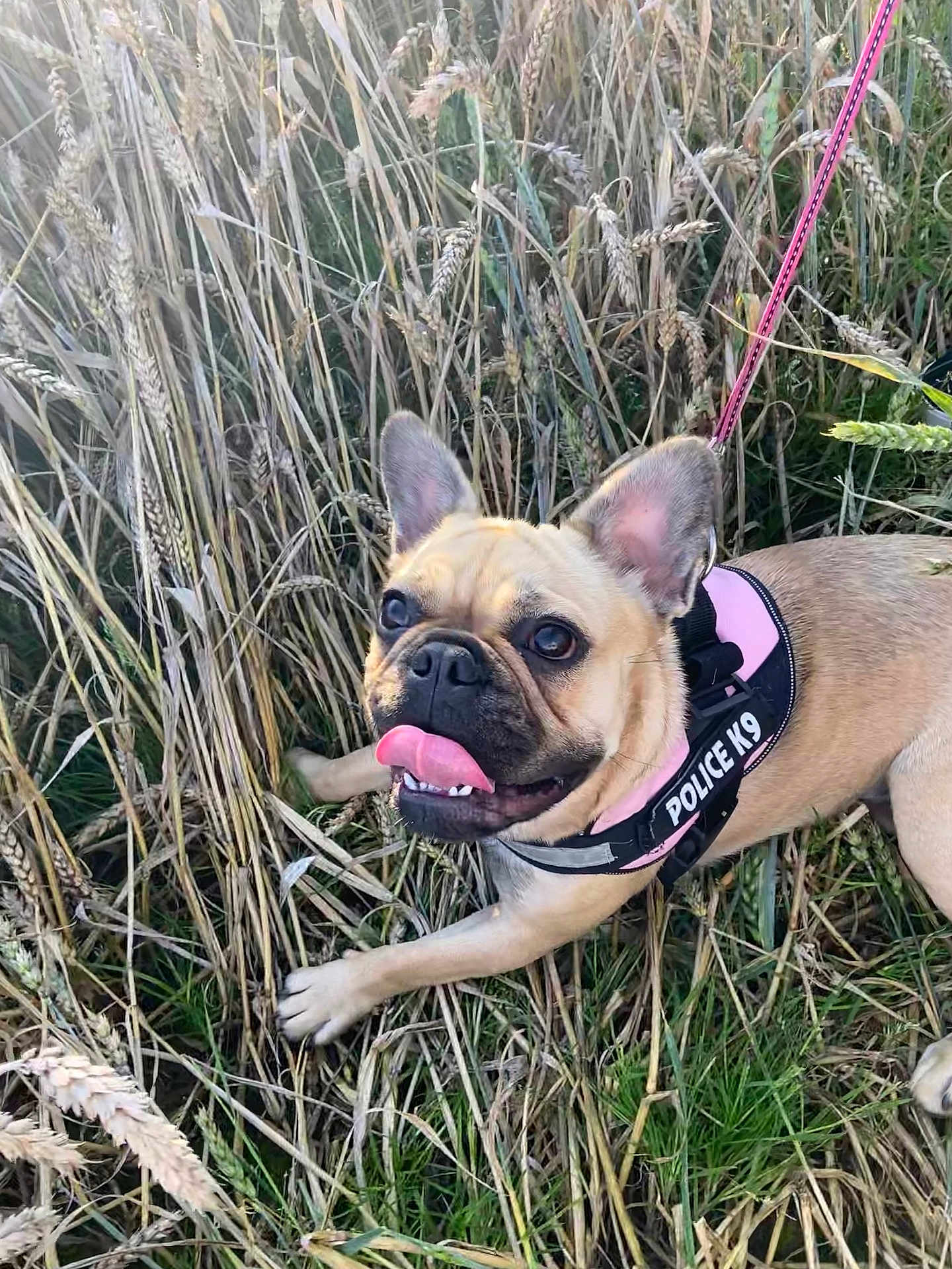 Nala participe au concours pour gagner de l'argent avec cette photo : dog, french_bulldog, tongue_out, harness, leash, grass, field, outdoor, pet, animal, canine, playful, happy, closeup, nature, summer, ears_up, muzzle, alert, walking
