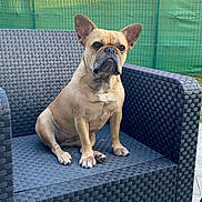 Nala participe au concours pour gagner de l'argent avec cette photo : dog, french_bulldog, pet, animal, outdoor, chair, woven_chair, fence, green_fence, brick_wall, sitting, looking, ears_up, short_hair, paw, canine, companion, domestic_animal, alert, portrait