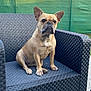 dog, french_bulldog, pet, animal, outdoor, chair, woven_chair, fence, green_fence, brick_wall, sitting, looking, ears_up, short_hair, paw, canine, companion, domestic_animal, alert, portrait