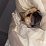 Nala a rejoint le concours — aidez-le/la à gagner de superbes lots ! dog, blanket, bed, sleepy, cozy, wrapped, beige, white, pet, resting, comfort, indoor, cute, snug, fur, face, animal, relaxed, warm, home