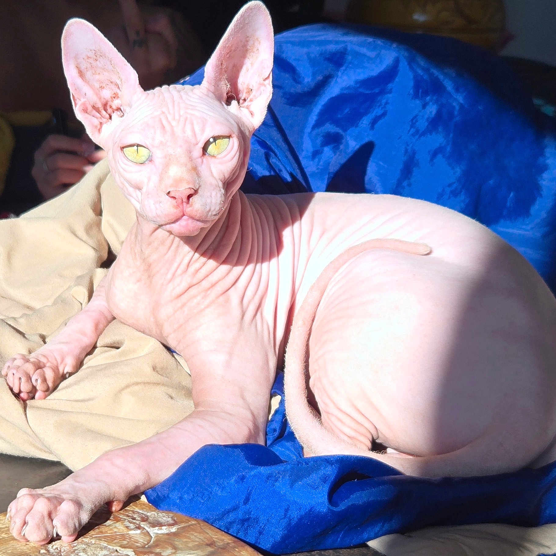 Biloute participe au concours pour gagner de l'argent avec cette photo : abyssinian, angora, animal, baby, blanket, bulldog, canine, cat, dog, egyptiancat, kitten, manx, person, pet, quilt, siamese