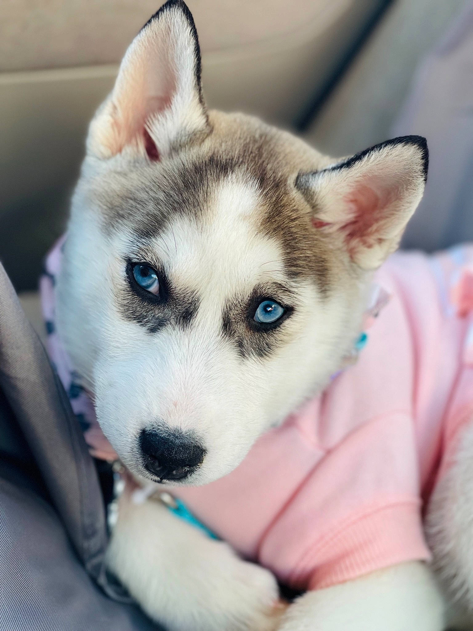 Anastasia joined the competition — help win amazing prizes! ancient_dog_breeds, canidae, canis, carnivore, companion_dog, dog, dog_breed, fur, non_sporting_group, pet_supply, photography, siberian_husky, sled_dog, snout, sporting_group, terrestrial_animal, whiskers, wolf, working_animal, working_dog
