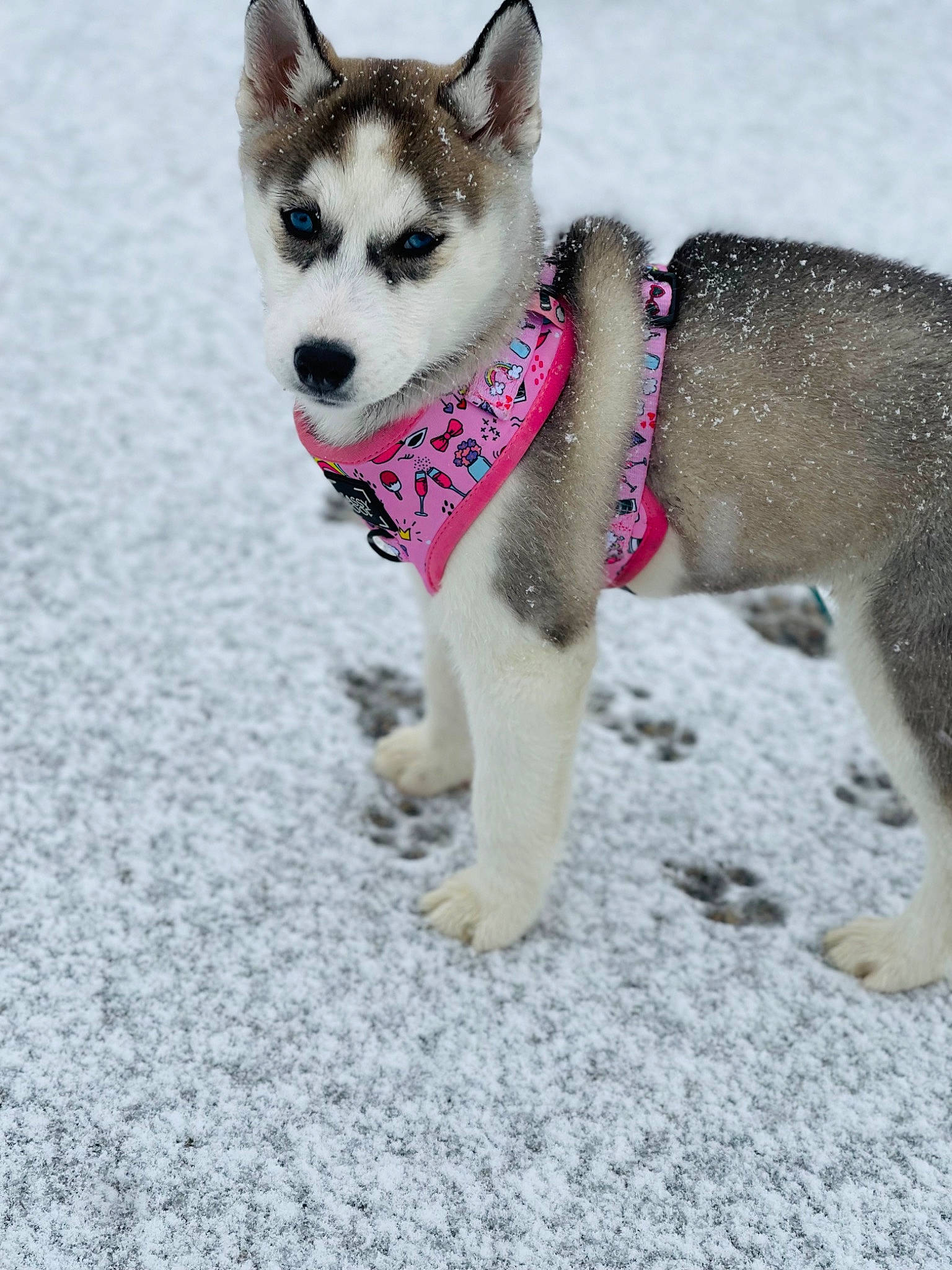 Anastasia joined the competition — help win amazing prizes! canidae, carnivore, collar, companion_dog, dog, dog_breed, dog_collar, dog_supply, fawn, fur, leash, pet_supply, siberian_husky, sled_dog, snout, snow, sporting_group, tail, winter, working_animal