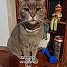 cat, gray_cat, pet, collar, wooden_surface, dumbbell, soda_can, smartphone, pumpkin_figurine, figurine, indoor, feline, animal, close_up, face, table, decor, still_life, domestic_animal, portrait
