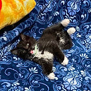 Banks Spike joined the competition — help win amazing prizes! kitten, cat, black_and_white, tongue_out, playful, blanket, blue, patterned, fur, pet, cute, small, animal, lying_down, indoor, cozy, whiskers, paws, young, domestic