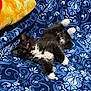 kitten, cat, black_and_white, tongue_out, playful, blanket, blue, patterned, fur, pet, cute, small, animal, lying_down, indoor, cozy, whiskers, paws, young, domestic