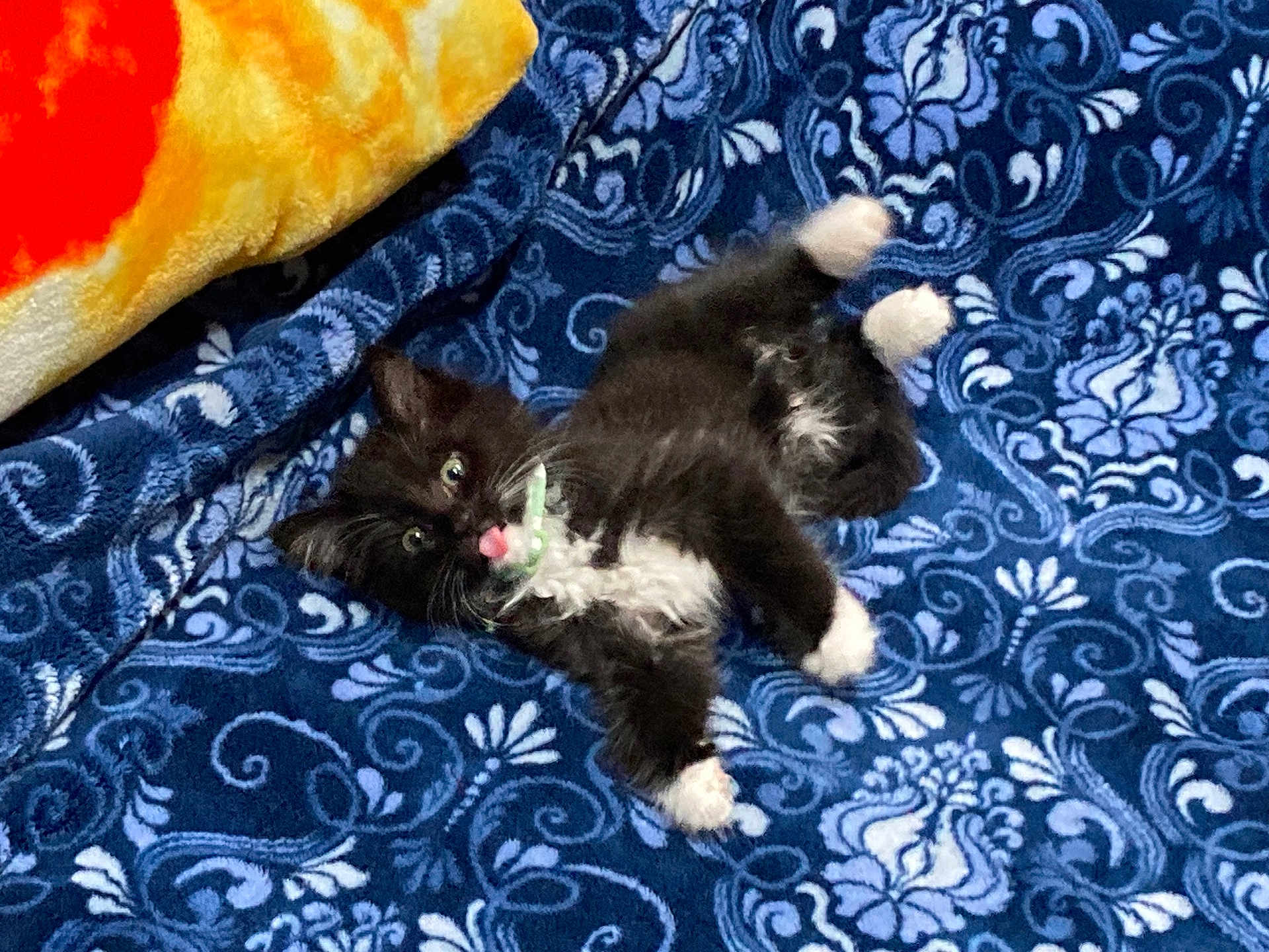 Banks Spike joined the competition — help win amazing prizes! kitten, cat, black_and_white, tongue_out, playful, blanket, blue, patterned, fur, pet, cute, small, animal, lying_down, indoor, cozy, whiskers, paws, young, domestic