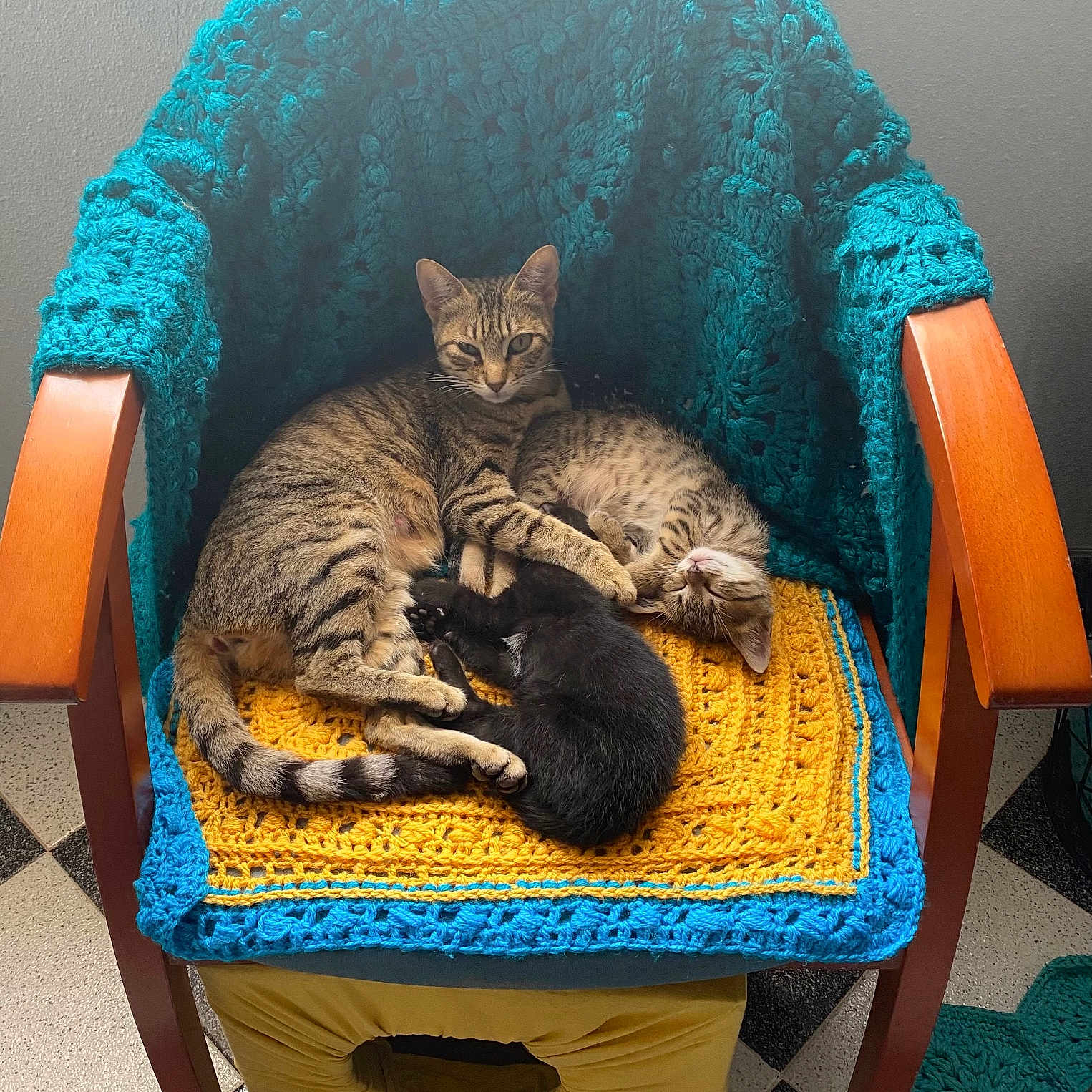 Chupita participe au concours pour gagner de l'argent avec cette photo : animal, canine, cat, chair, dog, dogbed, furniture, pet