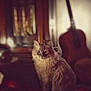 Marcie joined the competition — help win amazing prizes! cat, fluffy_cat, indoor, guitar, musical_instrument, furniture, blurred_background, warm_lighting, cozy, pet, animal, portrait, sitting, curious, soft_focus, wood, room, decor, feline, domestic_animal