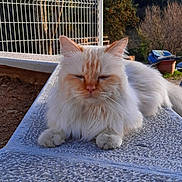 Unaï a rejoint le concours — aidez-le/la à gagner de superbes lots ! cat, fluffy, white_cat, orange_markings, outdoor, sunlight, relaxed, sleepy, fence, tree, garden, bench, pet, animal, fur, closeup, nature, daylight, resting, portrait
