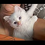 kitten, white_cat, blue_eyes, fluffy_fur, pet, animal, cute, person, arm, indoor, closeup, looking_at_camera, feline, domestic_cat, cuddle, young_animal, soft_fur, companion, snuggle, resting