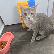 Gracie joined the competition — help win amazing prizes! animal, blurred, cat, domestic_cat, dry_food, ears, floor, food_bowl, gray, gray_tabby, household, indoor, kitchen, mammal, pet, pet_food, refrigerator, sitting, tail, whiskers