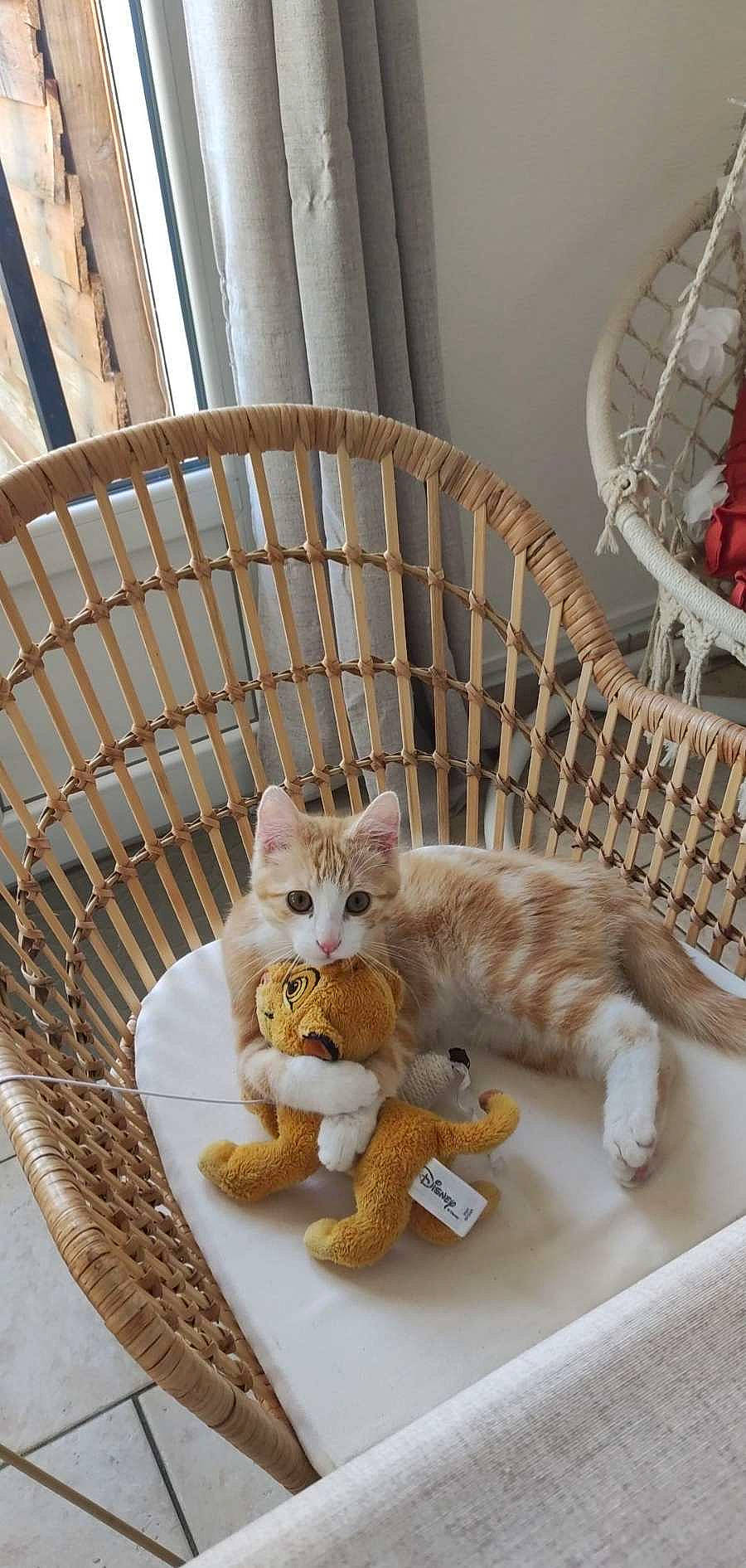 Simba