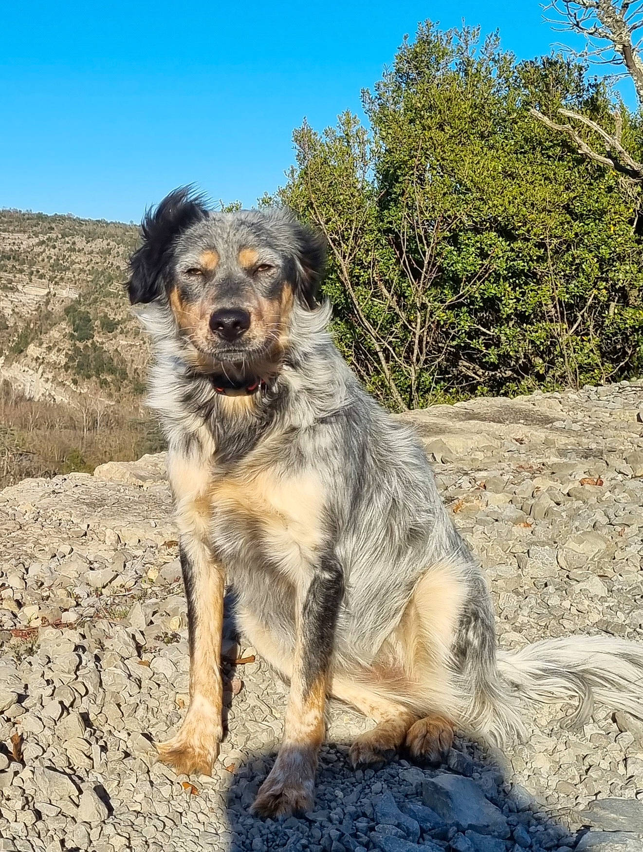 Schnaps a rejoint le concours — aidez-le/la à gagner de superbes lots ! canidae, carnivore, companion_dog, dog, dog_breed, fawn, hunting_dog, landscape, plant, rock, sky, snout, soil, sporting_group, street_dog, terrestrial_animal, tree, wildlife, working_animal, working_dog