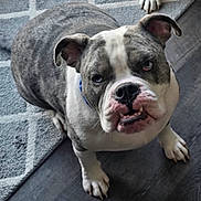 Moose is registered to the contest to win money with this photo: bulldog, dog, pet, indoor, floor, rug, gray_fur, white_fur, close_up, looking_up, animal, canine, portrait, paw, ears, cute, expression, domestic_animal, companion, sitting