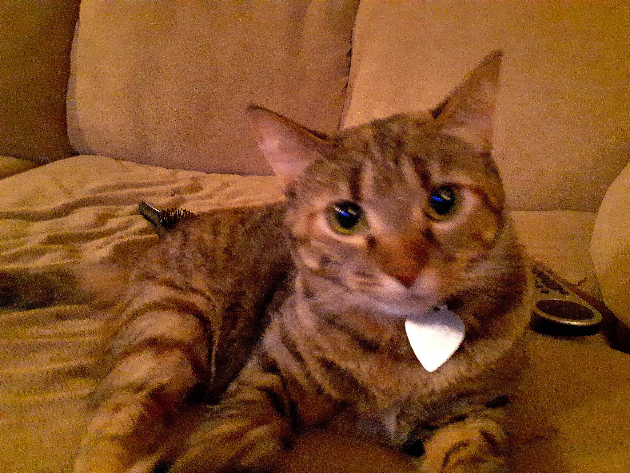 Gizzy joined the competition — help win amazing prizes! carnivore, cat, claw, comfort, couch, domestic_short_haired_cat, ear, fawn, felidae, fur, paw, sitting, small_to_medium_sized_cats, snout, tail, terrestrial_animal, whiskers