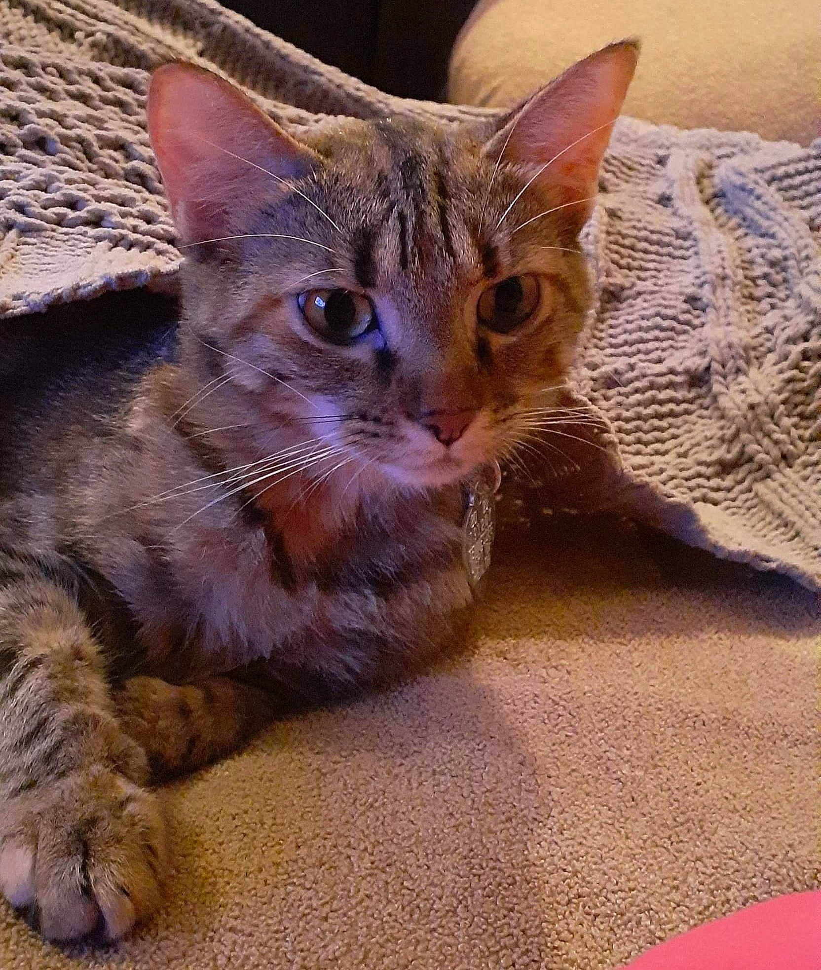 Gizzy is registered to the contest to win money with this photo: carnivore, cat, claw, comfort, domestic_short_haired_cat, fawn, felidae, fur, paw, sitting, small_to_medium_sized_cats, snout, tail, terrestrial_animal, whiskers, wildlife