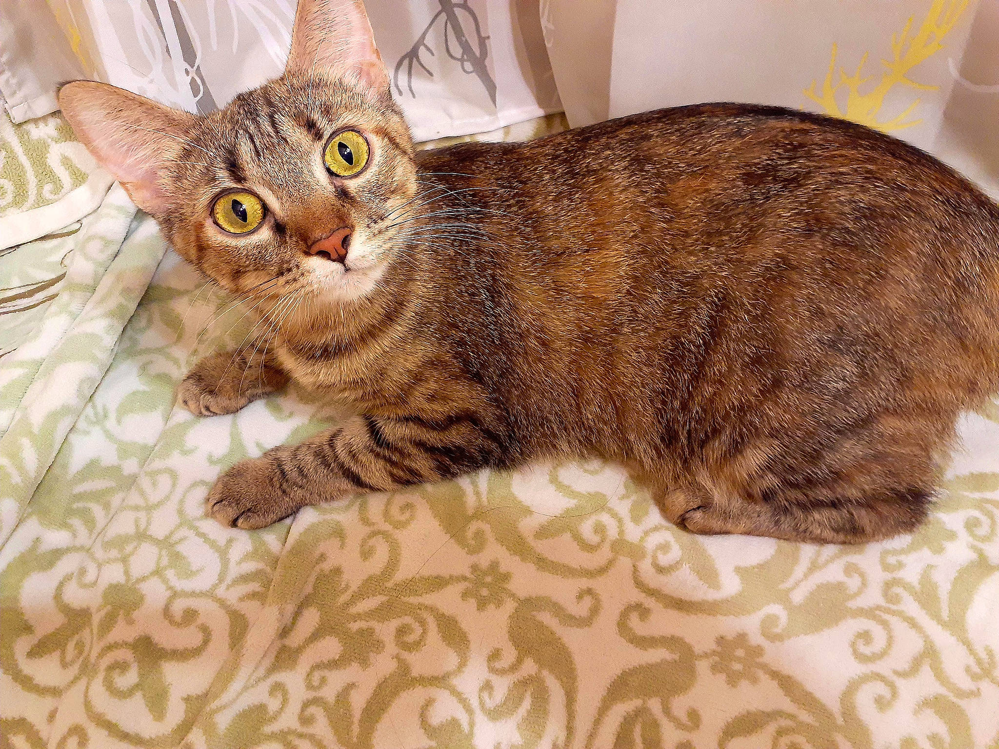 Gizzy is registered to the contest to win money with this photo: carnivore, cat, claw, comfort, domestic_short_haired_cat, felidae, fur, paw, small_to_medium_sized_cats, snout, tail, terrestrial_animal, whiskers