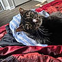 Langka is registered to the contest to win money with this photo: cat, tabby_cat, green_eyes, whiskers, bed, quilt, striped_cloth, indoor, cozy, feline, pet, resting, curious, closeup, fur, domestic_animal, mammal, animal, cute, relaxed