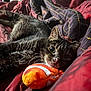 cat, tabby, plush_toy, clownfish_toy, blanket, bed, indoor, pet, feline, fur, whiskers, relaxing, cozy, closeup, animal, sleepy, cute, soft_light, resting, domestic_cat