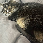Langka joined the competition — help win amazing prizes! cat, tabby_cat, sleeping, curled_up, fur, whiskers, bed, blanket, gray, indoor, pet, resting, close_up, cozy, soft, animal, mammal, cute, relaxing, nap