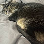 cat, tabby_cat, sleeping, curled_up, fur, whiskers, bed, blanket, gray, indoor, pet, resting, close_up, cozy, soft, animal, mammal, cute, relaxing, nap