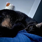 Langka joined the competition — help win amazing prizes! animal, bedroom, black_cat, blanket, blue, cat, closeup, cozy, cute, domestic, eye, fur, indoor, pet, pillow, quiet, relaxing, resting, stuffed_animal, whiskers