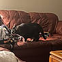 Langka is registered to the contest to win money with this photo: cat, black_cat, couch, leather_couch, blanket, indoor, pet, furniture, home, cozy, animal, walking, brown, striped, domestic_cat, living_room, soft_lighting, relaxed, feline, comfort