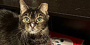 Langka is registered to the contest to win money with this photo: cat, tabby, feline, bookshelf, books, graphic_novels, floor, indoor, pet, animal, whiskers, yellow_eyes, fur, dark_background, curious, alert, standing, wood_floor, literature, quiet