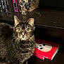 cat, tabby, feline, bookshelf, books, graphic_novels, floor, indoor, pet, animal, whiskers, yellow_eyes, fur, dark_background, curious, alert, standing, wood_floor, literature, quiet