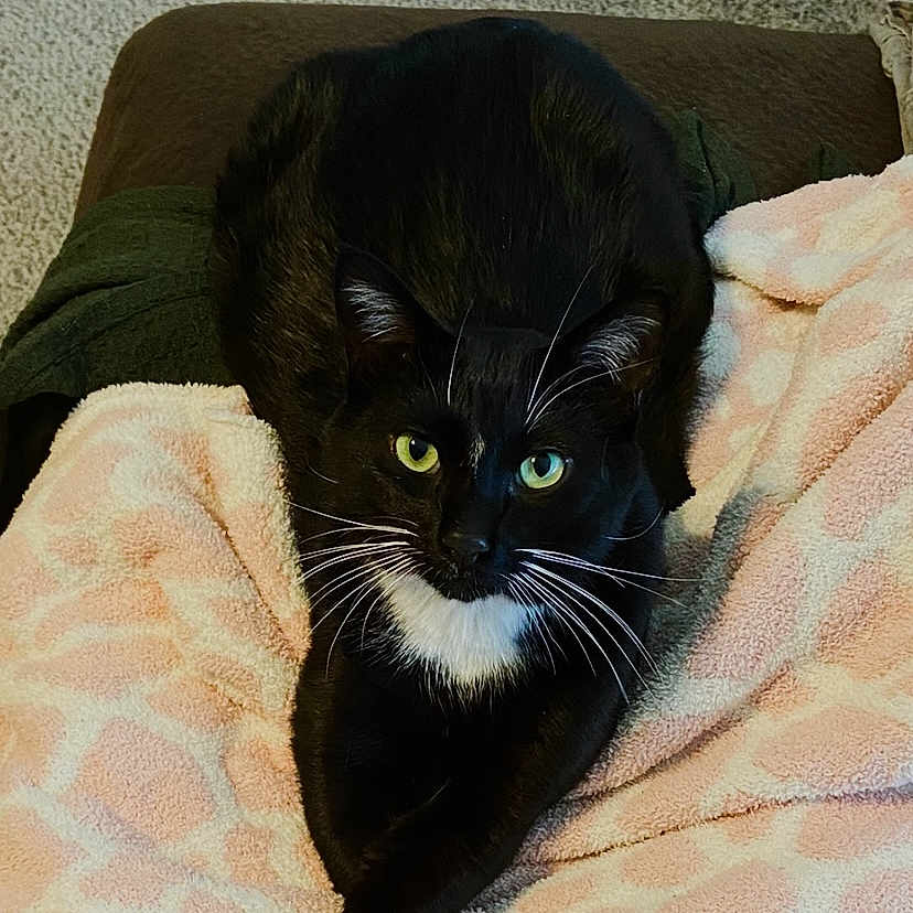 Kitty joined the competition — help win amazing prizes! animal, architecture, blackcat, blanket, building, cat, chair, couch, cushion, furniture, homedecor, indoors, kitten, linen, livingroom, manx, pet, quilt, room, towel