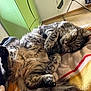 Papouille a rejoint le concours — aidez-le/la à gagner de superbes lots ! cat, tabby, sleeping, fluffy, indoor, blanket, cozy, relaxed, paw, fur, home, cabinet, floor, tail, pet, animal, cute, resting, feline, napping