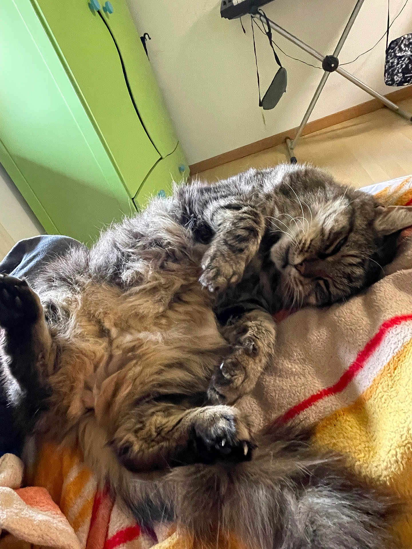 Papouille a rejoint le concours — aidez-le/la à gagner de superbes lots ! cat, tabby, sleeping, fluffy, indoor, blanket, cozy, relaxed, paw, fur, home, cabinet, floor, tail, pet, animal, cute, resting, feline, napping