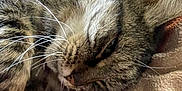 Papouille a rejoint le concours — aidez-le/la à gagner de superbes lots ! cat, tabby, sleeping, whiskers, fur, closeup, pet, animal, cozy, blanket, resting, indoor, soft, cute, relaxation, feline, paw, face, ears, comfort
