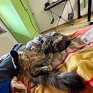 Papouille participe au concours pour gagner de l'argent avec cette photo : cat, tabby, feline, pet, sleeping, bed, blanket, indoor, cozy, fur, tail, paw, relaxed, home, furniture, keyboard, wardrobe, colorful, resting, animal