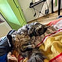 Papouille a rejoint le concours — aidez-le/la à gagner de superbes lots ! cat, sleeping, tabby, fluffy, bed, blanket, indoor, cozy, furniture, keyboard, wardrobe, floor, relaxation, paws, tail, resting, home, domestic, cute, pet