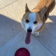 Toupi a rejoint le concours — aidez-le/la à gagner de superbes lots ! dog, corgi, tongue_out, pet, animal, frisbee, tile_floor, sunlight, shadow, outdoor, playful, brown_and_white, ears_up, looking_up, canine, friendly, companion, cute, domestic, happy
