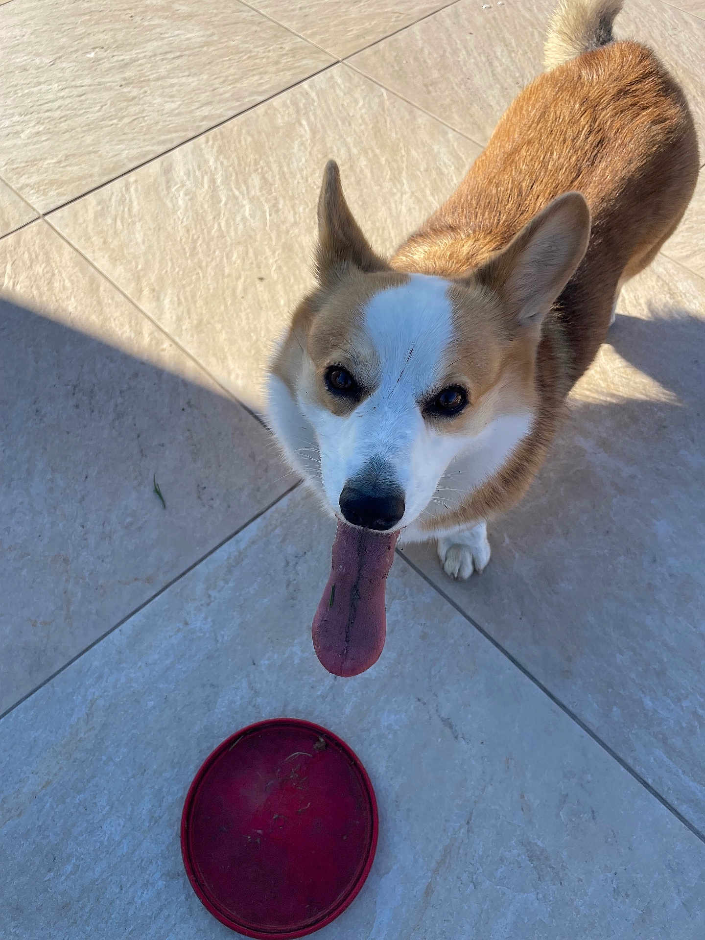Toupi a rejoint le concours — aidez-le/la à gagner de superbes lots ! dog, corgi, tongue_out, pet, animal, frisbee, tile_floor, sunlight, shadow, outdoor, playful, brown_and_white, ears_up, looking_up, canine, friendly, companion, cute, domestic, happy