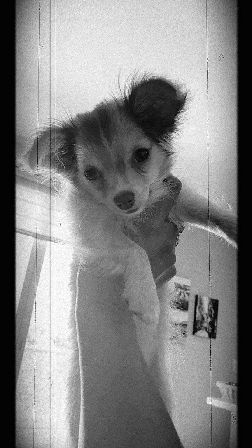 Honey participe au concours pour gagner de l'argent avec cette photo : black_and_white, border_collie, canidae, carnivore, companion_dog, dog, dog_breed, fur, monochrome, monochrome_photography, picture_frame, room, small_terrier, snout, sporting_group, style, terrier, toy_dog, whiskers, working_dog