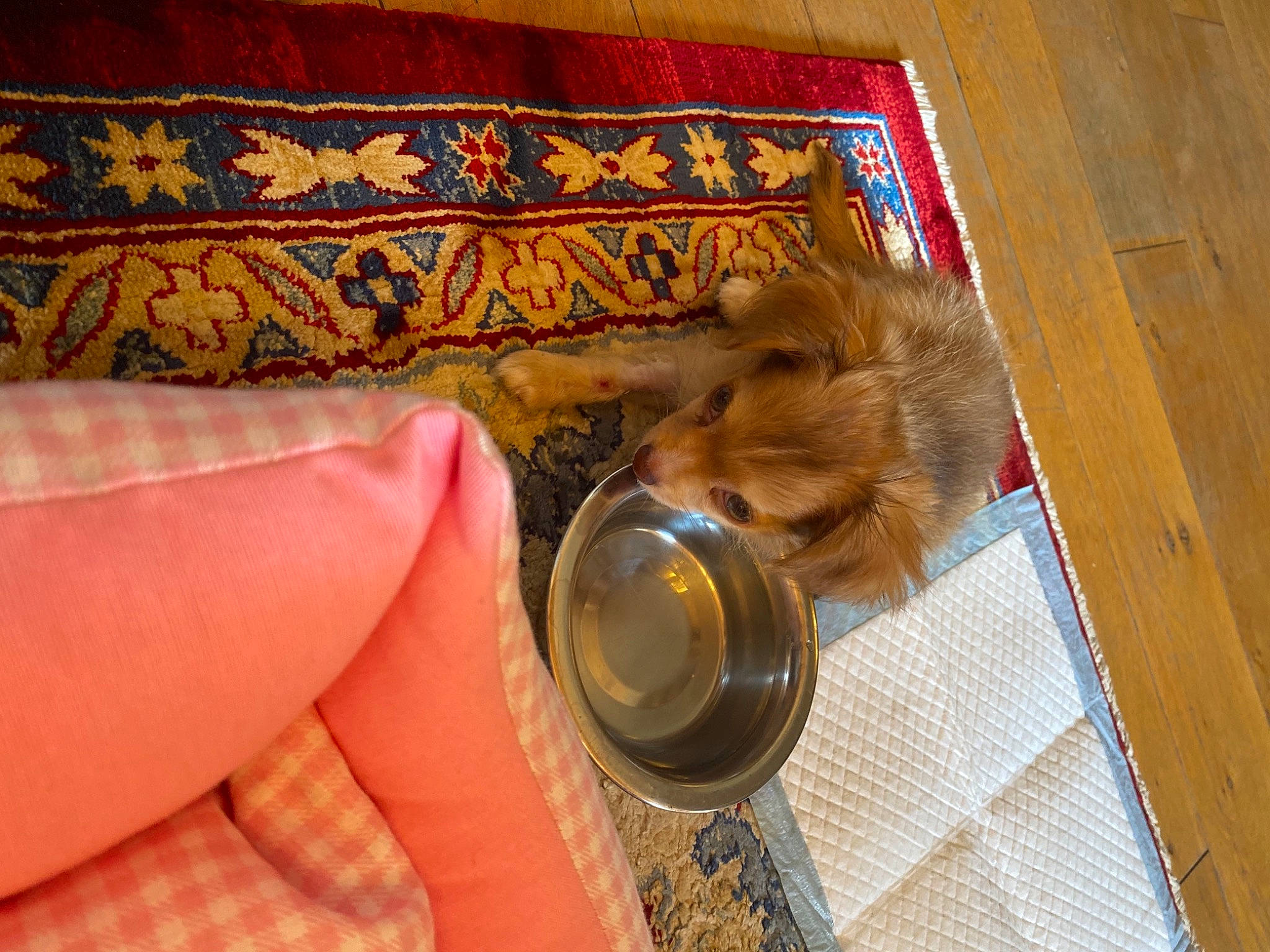 Honey a rejoint le concours — aidez-le/la à gagner de superbes lots ! carnivore, comfort, companion_dog, couch, dog_breed, fashion_accessory, fawn, felidae, flooring, fur, hardwood, human_leg, peach, small_to_medium_sized_cats, textile, toy_dog, varnish, whiskers, wood, wood_stain