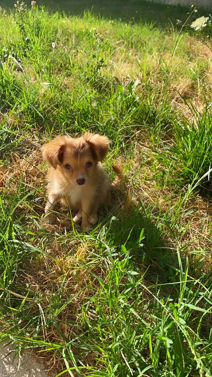 Honey a rejoint le concours — aidez-le/la à gagner de superbes lots ! canidae, carnivore, companion_dog, dog, dog_breed, grass, grassland, groundcover, herbaceous_plant, hierochloe, natural_landscape, pasture, plant, prairie, snout, soil, sporting_group, terrestrial_animal, wildlife, working_animal