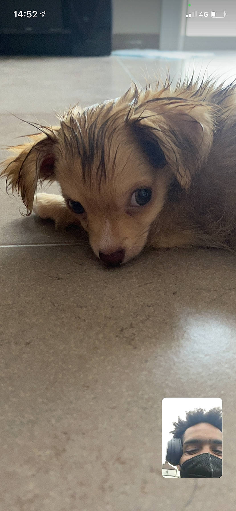 Honey participe au concours pour gagner de l'argent avec cette photo : canidae, carnivore, companion_dog, dog, dog_breed, fawn, floor, flooring, fur, hardwood, liver, non_sporting_group, small_terrier, snout, sporting_group, terrier, toy_dog, whiskers, wood, working_animal