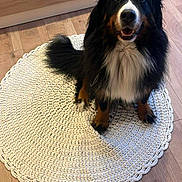 Oprah a rejoint le concours — aidez-le/la à gagner de superbes lots ! dog, bernese_mountain_dog, pet, indoor, rug, knitted_rug, wooden_floor, bed, bedspread, floral_pattern, black_fur, white_fur, brown_fur, animal, friendly, sitting, looking_at_camera, home, cozy, flooring