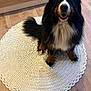 dog, bernese_mountain_dog, pet, indoor, rug, knitted_rug, wooden_floor, bed, bedspread, floral_pattern, black_fur, white_fur, brown_fur, animal, friendly, sitting, looking_at_camera, home, cozy, flooring